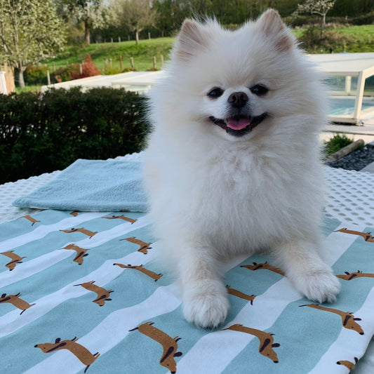 Plaid Teckel 🐾